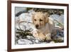 Yellow Labrador Retriever Pup Lying in Seaweed Wrack and Stones on Rocky Beach-Lynn M^ Stone-Framed Photographic Print