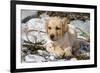 Yellow Labrador Retriever Pup Lying in Seaweed Wrack and Stones on Rocky Beach-Lynn M^ Stone-Framed Photographic Print