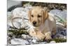 Yellow Labrador Retriever Pup Lying in Seaweed Wrack and Stones on Rocky Beach-Lynn M^ Stone-Mounted Photographic Print