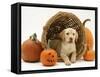 Yellow Labrador Retriever Pup Lying in Wicker Basket and Pumpkins at Halloween-Jane Burton-Framed Stretched Canvas