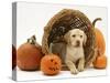 Yellow Labrador Retriever Pup Lying in Wicker Basket and Pumpkins at Halloween-Jane Burton-Stretched Canvas