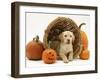 Yellow Labrador Retriever Pup Lying in Wicker Basket and Pumpkins at Halloween-Jane Burton-Framed Photographic Print