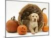 Yellow Labrador Retriever Pup Lying in Wicker Basket and Pumpkins at Halloween-Jane Burton-Mounted Photographic Print