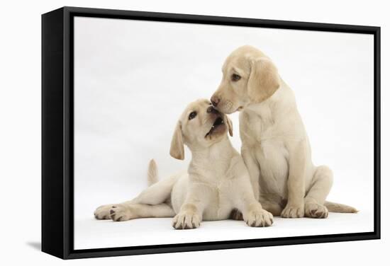 Yellow Labrador Retriever Puppies, 10 Weeks, Touching Noses-Mark Taylor-Framed Stretched Canvas