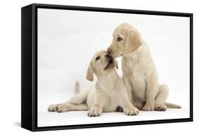 Yellow Labrador Retriever Puppies, 10 Weeks, Touching Noses-Mark Taylor-Framed Stretched Canvas