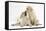 Yellow Labrador Retriever Puppies, 10 Weeks, Touching Noses-Mark Taylor-Framed Stretched Canvas