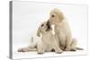 Yellow Labrador Retriever Puppies, 10 Weeks, Touching Noses-Mark Taylor-Stretched Canvas