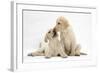 Yellow Labrador Retriever Puppies, 10 Weeks, Touching Noses-Mark Taylor-Framed Photographic Print