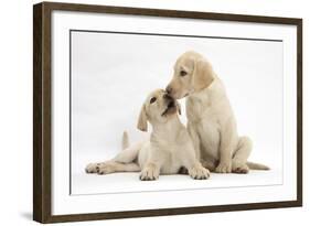 Yellow Labrador Retriever Puppies, 10 Weeks, Touching Noses-Mark Taylor-Framed Photographic Print