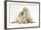 Yellow Labrador Retriever Puppies, 10 Weeks, Touching Noses-Mark Taylor-Framed Photographic Print