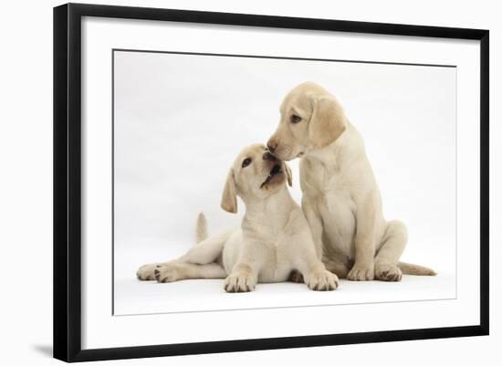 Yellow Labrador Retriever Puppies, 10 Weeks, Touching Noses-Mark Taylor-Framed Photographic Print