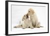 Yellow Labrador Retriever Puppies, 10 Weeks, Touching Noses-Mark Taylor-Framed Photographic Print
