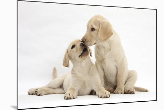 Yellow Labrador Retriever Puppies, 10 Weeks, Touching Noses-Mark Taylor-Mounted Photographic Print