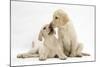Yellow Labrador Retriever Puppies, 10 Weeks, Touching Noses-Mark Taylor-Mounted Photographic Print