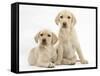 Yellow Labrador Retriever Puppies, 10 Weeks-Mark Taylor-Framed Stretched Canvas