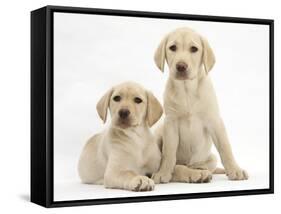 Yellow Labrador Retriever Puppies, 10 Weeks-Mark Taylor-Framed Stretched Canvas