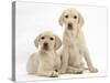 Yellow Labrador Retriever Puppies, 10 Weeks-Mark Taylor-Stretched Canvas