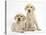 Yellow Labrador Retriever Puppies, 10 Weeks-Mark Taylor-Stretched Canvas