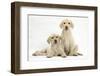 Yellow Labrador Retriever Puppies, 10 Weeks-Mark Taylor-Framed Photographic Print