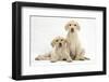 Yellow Labrador Retriever Puppies, 10 Weeks-Mark Taylor-Framed Photographic Print