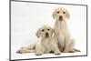 Yellow Labrador Retriever Puppies, 10 Weeks-Mark Taylor-Mounted Photographic Print