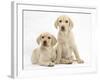 Yellow Labrador Retriever Puppies, 10 Weeks-Mark Taylor-Framed Photographic Print