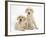 Yellow Labrador Retriever Puppies, 10 Weeks-Mark Taylor-Framed Photographic Print