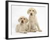 Yellow Labrador Retriever Puppies, 10 Weeks-Mark Taylor-Framed Photographic Print