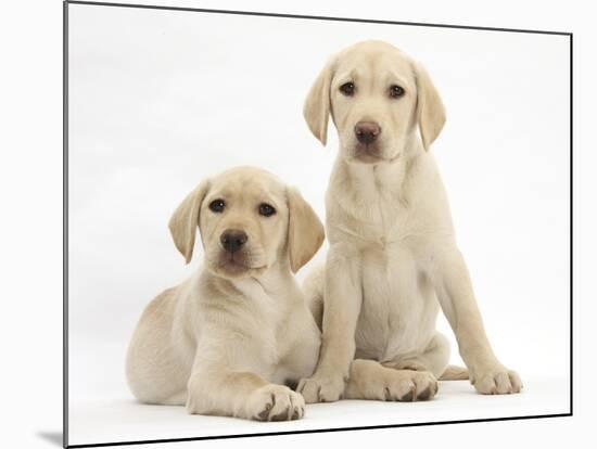 Yellow Labrador Retriever Puppies, 10 Weeks-Mark Taylor-Mounted Photographic Print