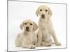 Yellow Labrador Retriever Puppies, 10 Weeks-Mark Taylor-Mounted Photographic Print