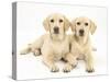 Yellow Labrador Retriever Puppies, 5 Months, Lying Side Be Side-Mark Taylor-Stretched Canvas