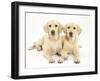 Yellow Labrador Retriever Puppies, 5 Months, Lying Side Be Side-Mark Taylor-Framed Photographic Print