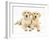 Yellow Labrador Retriever Puppies, 5 Months, Lying Side Be Side-Mark Taylor-Framed Photographic Print