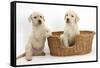 Yellow Labrador Retriever Puppies, 7 Weeks, in a Wicker Dog Basket-Mark Taylor-Framed Stretched Canvas