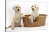 Yellow Labrador Retriever Puppies, 7 Weeks, in a Wicker Dog Basket-Mark Taylor-Stretched Canvas