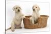 Yellow Labrador Retriever Puppies, 7 Weeks, in a Wicker Dog Basket-Mark Taylor-Stretched Canvas