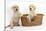 Yellow Labrador Retriever Puppies, 7 Weeks, in a Wicker Dog Basket-Mark Taylor-Stretched Canvas