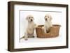 Yellow Labrador Retriever Puppies, 7 Weeks, in a Wicker Dog Basket-Mark Taylor-Framed Photographic Print