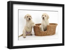 Yellow Labrador Retriever Puppies, 7 Weeks, in a Wicker Dog Basket-Mark Taylor-Framed Photographic Print