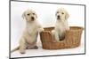 Yellow Labrador Retriever Puppies, 7 Weeks, in a Wicker Dog Basket-Mark Taylor-Mounted Photographic Print