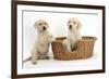 Yellow Labrador Retriever Puppies, 7 Weeks, in a Wicker Dog Basket-Mark Taylor-Framed Photographic Print