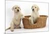 Yellow Labrador Retriever Puppies, 7 Weeks, in a Wicker Dog Basket-Mark Taylor-Mounted Photographic Print