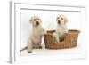 Yellow Labrador Retriever Puppies, 7 Weeks, in a Wicker Dog Basket-Mark Taylor-Framed Photographic Print