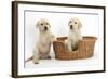 Yellow Labrador Retriever Puppies, 7 Weeks, in a Wicker Dog Basket-Mark Taylor-Framed Photographic Print