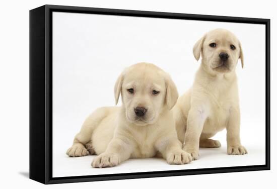 Yellow Labrador Retriever Puppies, 7 Weeks-Mark Taylor-Framed Stretched Canvas