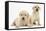 Yellow Labrador Retriever Puppies, 7 Weeks-Mark Taylor-Framed Stretched Canvas