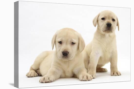 Yellow Labrador Retriever Puppies, 7 Weeks-Mark Taylor-Stretched Canvas