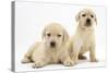 Yellow Labrador Retriever Puppies, 7 Weeks-Mark Taylor-Stretched Canvas