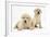 Yellow Labrador Retriever Puppies, 7 Weeks-Mark Taylor-Framed Photographic Print