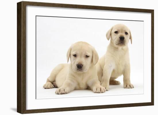 Yellow Labrador Retriever Puppies, 7 Weeks-Mark Taylor-Framed Photographic Print